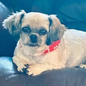 Meet your Posher, Lacey